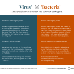 Bacteria venn viruses