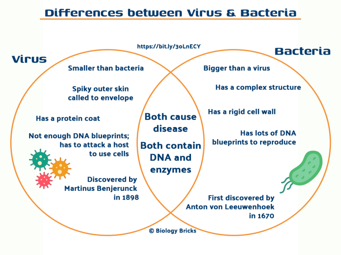 Bacteria vs viruses venn diagram