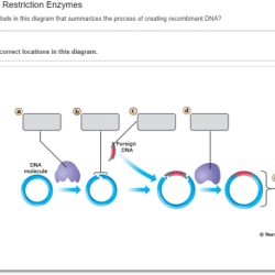 Learning through art dna microarrays