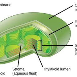 Chloroplast photosynthesis structure chloroplasts labeled sketch biology example explain facts diagram parts labelled its each two neatly activity basic detail